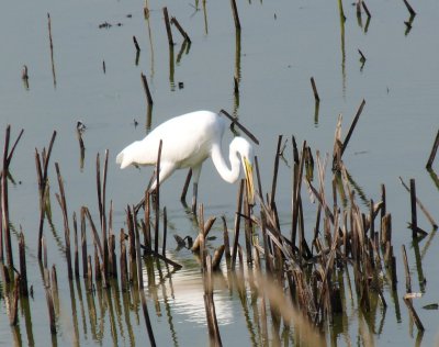 Great egret - Strickers Pond, Middleton, WI - 2009-09-06 