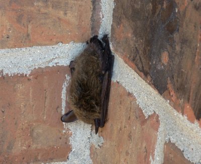 Bat visiting my apartment building - September 1, 2011 