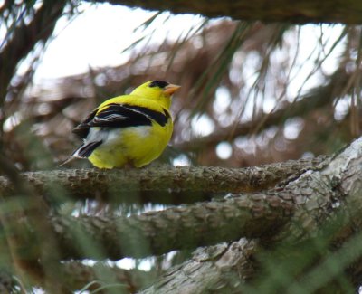 Goldfinch - McKee Park, Fitchburg, WI - May 8, 2011 