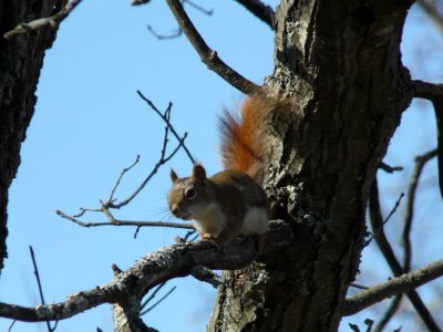 Squirrel - Westfield, WI - May 3, 2009