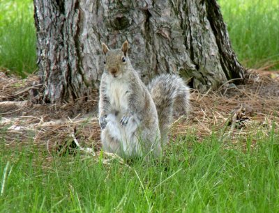 Urban squirrel - McKee Park, Fitchburg, WI - May 8, 2011