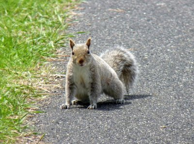 Urban squirrel - McKee Park, Fitchburg, WI - May 8, 2011