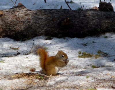 Squirrel - Silent Pond, Verona, WI - May 21,  2009