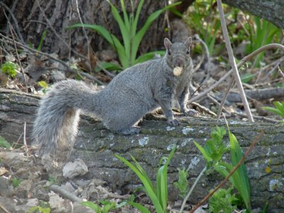 Squirrel with goodies - Stricker's Pond, Middleton, WI - April 17, 2010 