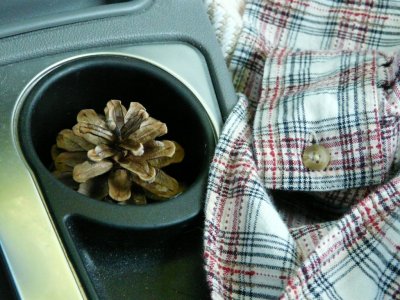 Pine cone in the car - 2009-07-03