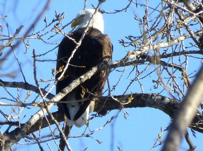 Bald eagle - Prairie du Sac, WI - January 26, 2013