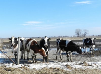 Cows - southern Wisconsin - February 4, 2012