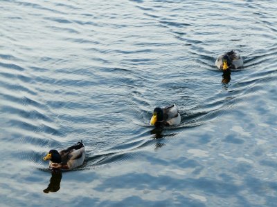 Ducks in a row - Union Terrace, Madison, WI - November 2008