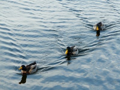 Ducks in a row - Union Terrace, Madison, WI - November 2008 