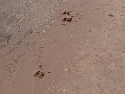 Tracks on the beach - near Ashland, WI - 2009-05-22