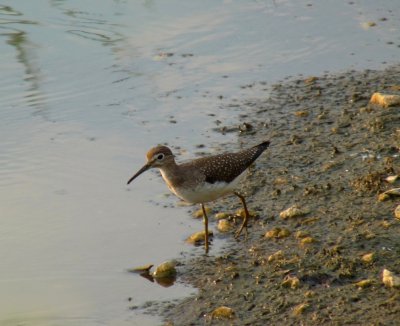 Solitary sandpiper - Stricker's Pond, Middleton, WI - September 10, 2009