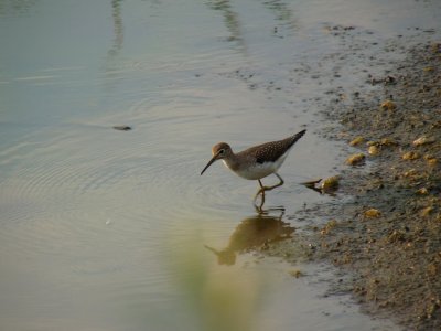 Solitary sandpiper - Stricker's Pond, Middleton, WI - September 10, 2009 