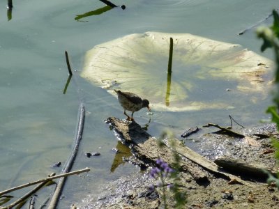 Sandpiper - Blue River Sand Barrens State Natural Area, WI - June 30, 2012