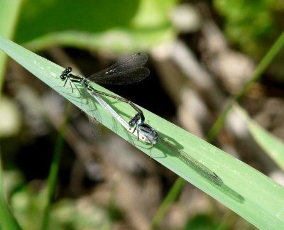 Eastern forktails - Badger Prairie Park, Verona, WI - June 26, 2009 