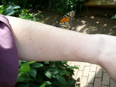 Monarch on arm - Butterfly exhibit, Olbrich Gardens, Madison, WI - 2007-07-30