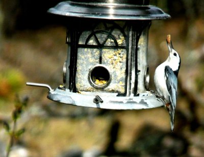 White-breasted nuthatch - near Westfield, WI - November 2009