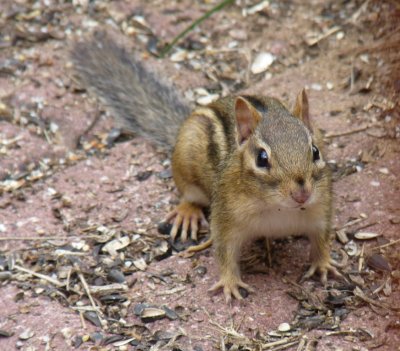 Chipmunk - near Westfield, WI - August 6, 2011