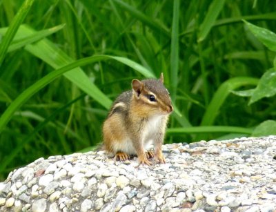 Chipmunk - Fitchburg, WI - June 10, 2010