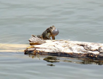 Frog - Stricker's Pond, Middleton, WI - May 2, 2010