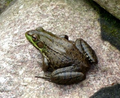 Frog - Rotary Gardens, Janesville, WI - May 12, 2011