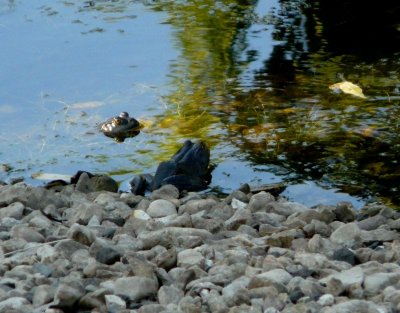 Frogs (two!) - Fitchburg, WI - September 1, 2007