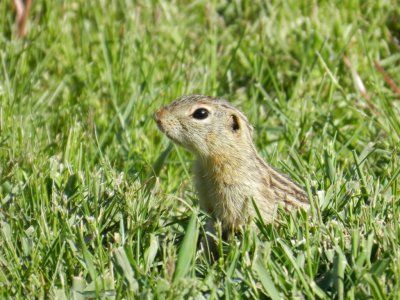 Gopher - Fireman's Park, Verona, WI - April 26, 2012 