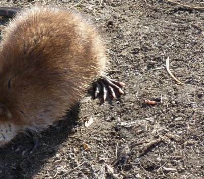 Muskrat feet - Tenney Park, Madison, WI - March 25, 2012
