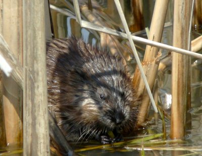 Muskrat up close - Stricker's Pond, Middleton, WI - April 23, 2009