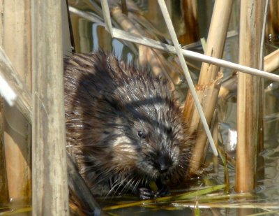 Muskrat up close  - Stricker's Pond, Middleton, WI - April 23, 2009 