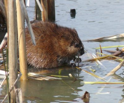 Muskrat - Stricker's Pond, Middleton, WI - April 23, 2009