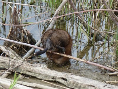 Muskrat up and over - Stricker's Pond, Middleton, WI - April 23, 2009 