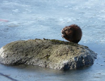 Muskrat  - Stricker's Pond, Middleton, WI - April 23, 2009 