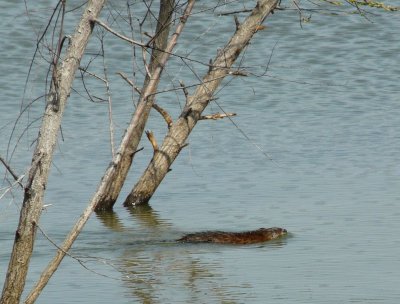 Muskrat  - Stricker's Pond, Middleton, WI - April 23, 2009 