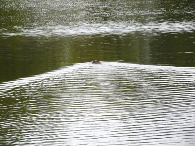 Muskrat  - Stricker's Pond, Middleton, WI - April 23, 2009 