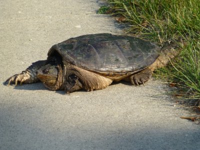 The snapping turtle who needed help - GALLERY 