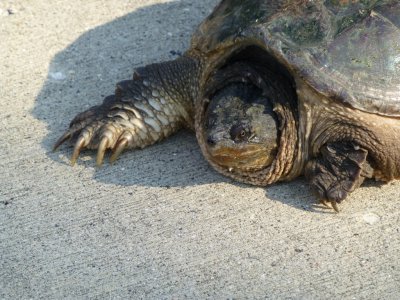Snapping turtle -- closer view