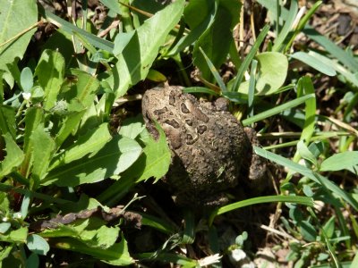 Toad - Fitchburg, WI - July 29, 2011 