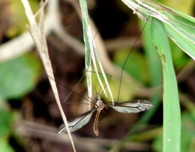 Insect - Silent Street Pond, Verona, WI - September 15, 2008