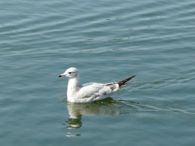 Seagull swimming - Union Terrace, UW-Madison, WI - September 23, 2008 