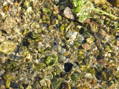 Patterns in nature - Duck Pond, UW-Madison Arboretum, WI - January 31, 2012 