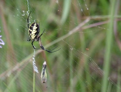 Spider - near Baraboo, WI - August 20, 2010