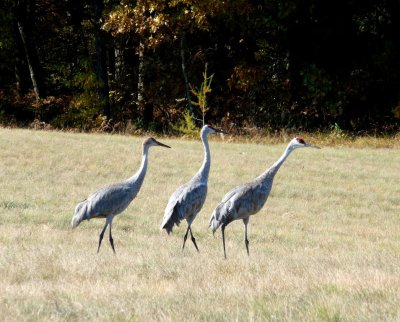 Sandhill cranes in a field near Westfield, WI - October 12, 2008