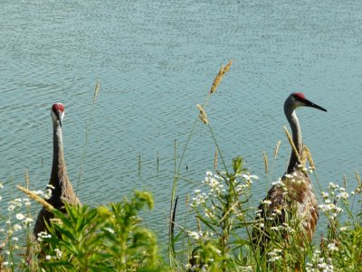 Sandhill cranes - Stricker's Pond, Middleton, WI - July 22, 2009