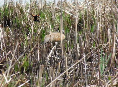 Sandhill crane being harrassed by a redwinged blackbird - Tiedeman's Pond, Middleton, WI - May 1, 2010 