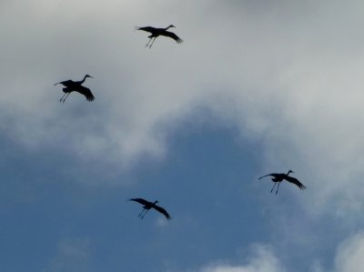 Sandhill cranes coming in for a landing - Jasper Pulaski  Wildlife Refuge, IN - October 2012