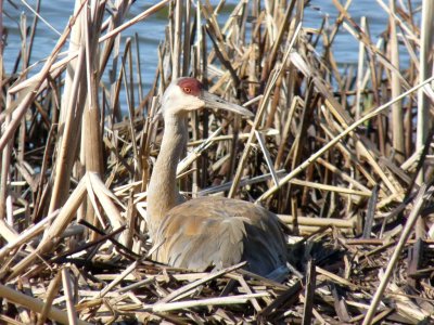 Sandhill crane on nest - Tiedeman's Pond, Middleton, WI - April 17, 2010 
