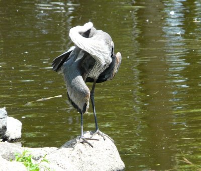 Great blue heron in a tangle - Marshfield, WI - 2008-07-20