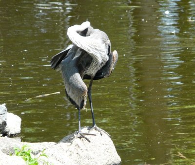 Great blue heron in a tangle - Marshfield, WI - 2008-07-20 