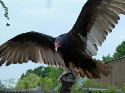 Turkey vulture - REGI,  Antigo W - July 9, 2011 