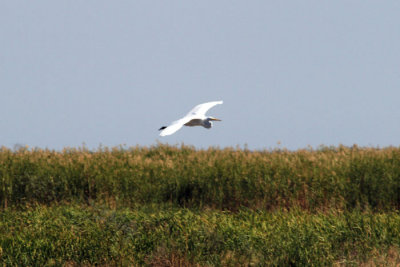IMG_5591.jpg